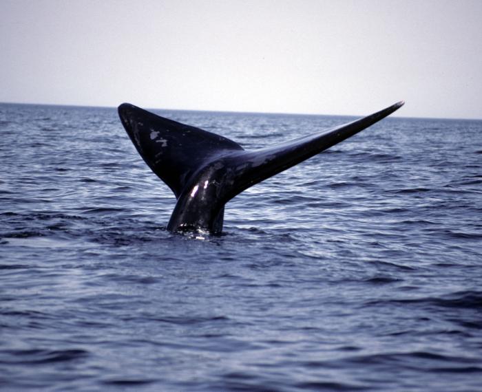 Wildlife Tours